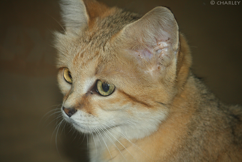 zoo-berlin2010 (12).jpg